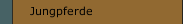 Jungpferde